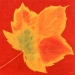 Autumn Leaf I